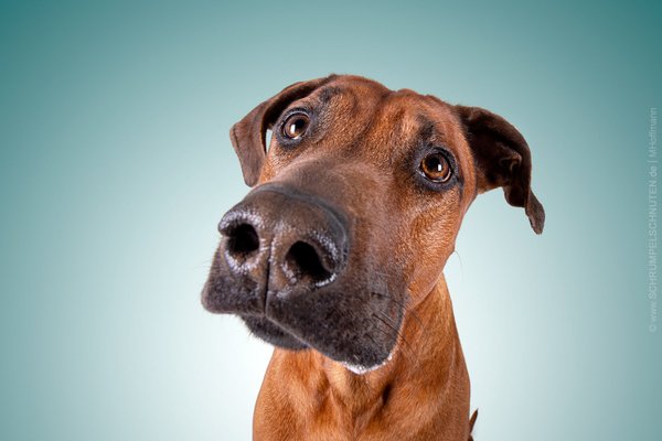 Einzeltraining - Zeit für Dich und Deinen Hund, 1 Stunde
